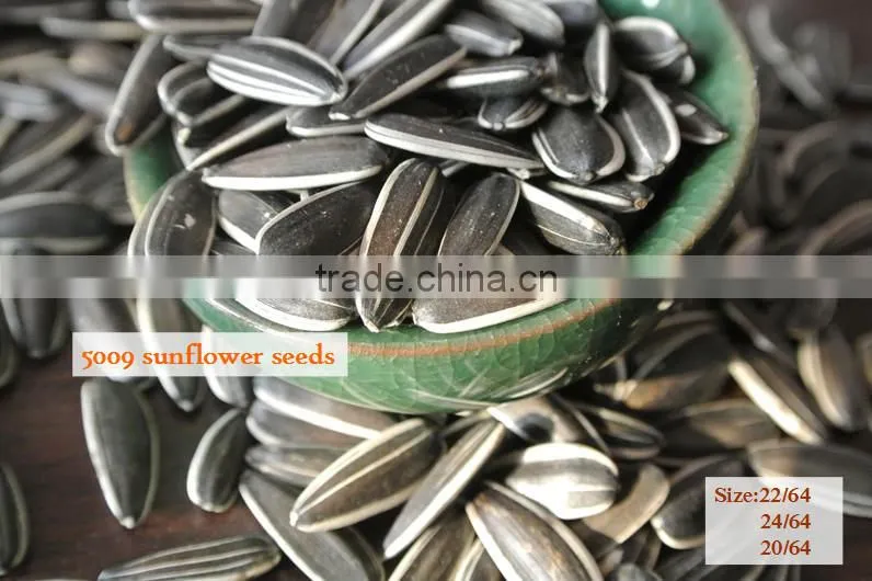 Chinese sunflower seeds 2015 New Crop