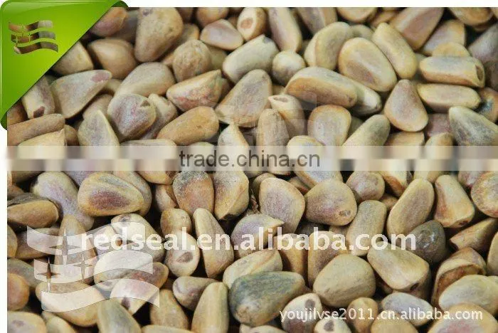 Chinese Pine nuts kernels or pignoli
