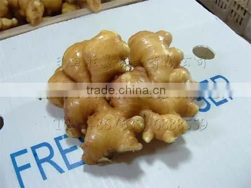 Special container/Reefer/Reefer container/container/transportation to South America