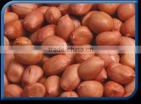 Groundnut