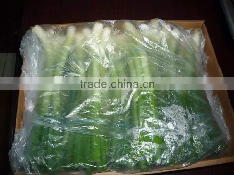 Spring Onion