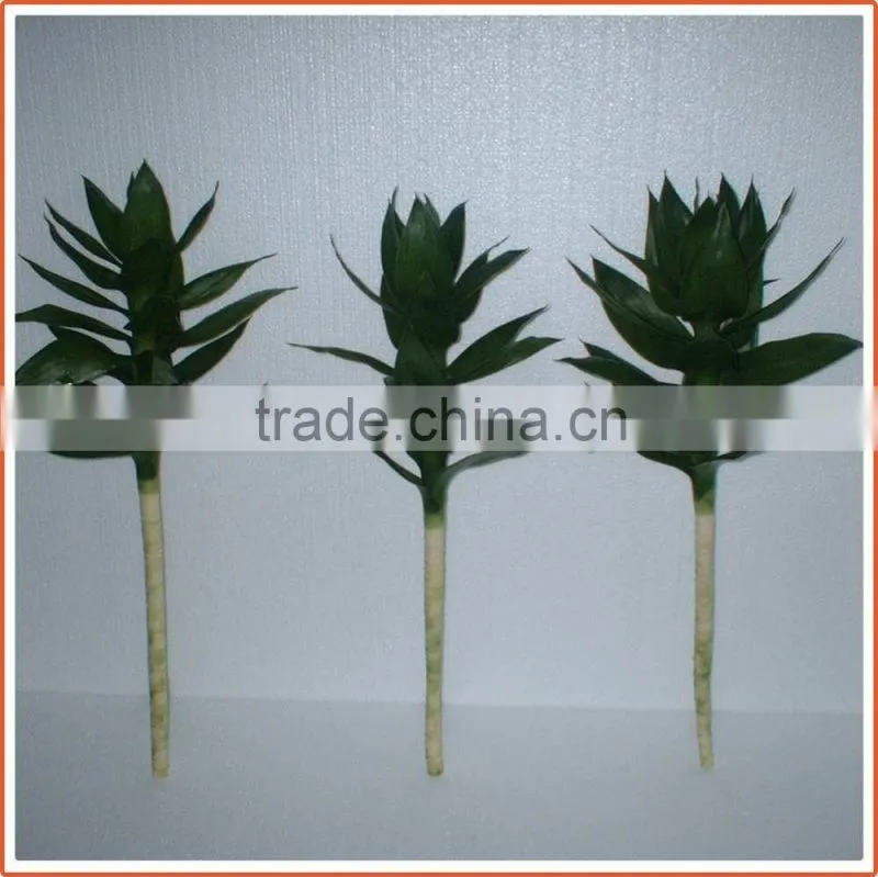40cm lotus lucky bamboo air bonsai tree dracaena sanderiana indoor water aquatic feng shui plants nursery garden decoration