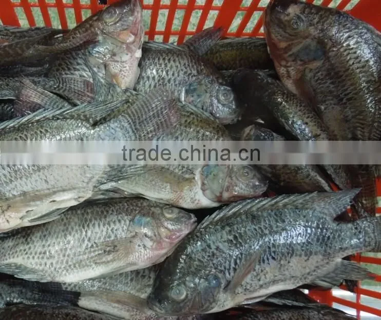Frozen Tilapia Fish