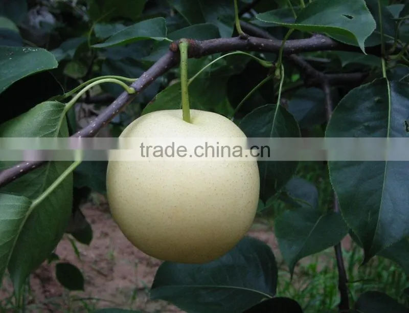 9KG Fresh Golden Pear 40-44 Size