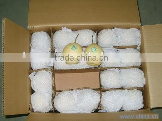 New crop of fresh ya pear for bulk purchase
