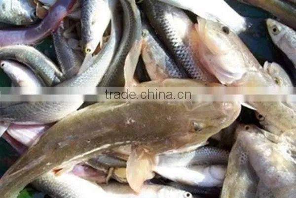 142g 170g 185g 1880g Canned Tuna Fish in Brine and in Oil with Low Price
