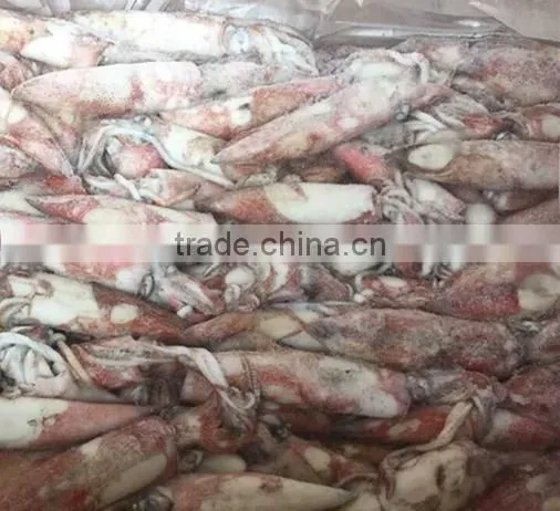 Frozen Loligo Chinensis/Frozen Squid