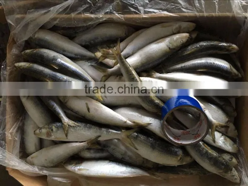 Sardine Fish Frozen