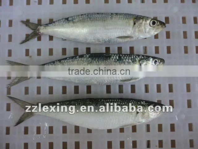 Fish Frozen Sardine