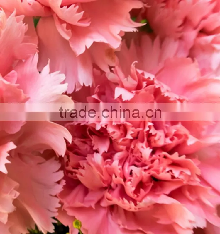New deep pink carnation flower decorating