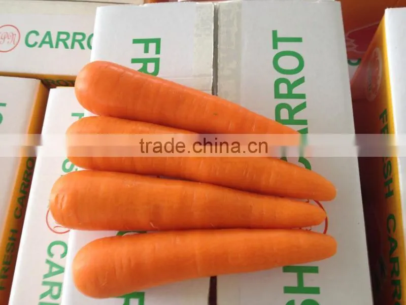 Fresh Carrot/bulk carrot /fresh red carrot