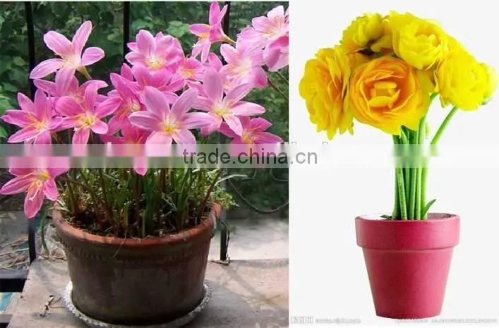 1-MCP 3.3% Microcapsule Granular for keeping fresh of fruits and cut flowers