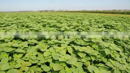 Plant extract oil from Perilla