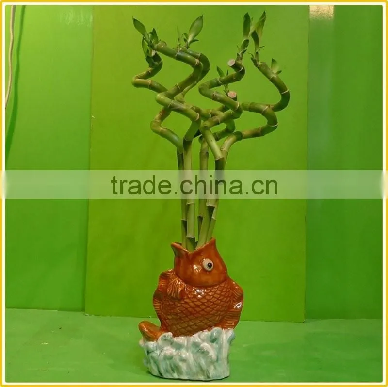 spiral lucky bamboo stem bonsai 15cm-100cm dracaena sanderiana indoor aquatic feng shui plants nursery garden decoration