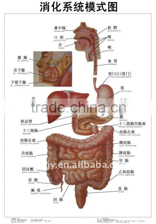 medical accessories Artpaper Medical wall chart--Circulation system,The lymphatic system of patterning