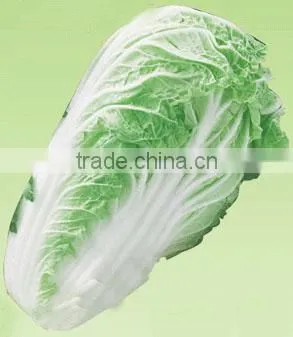 cabbage