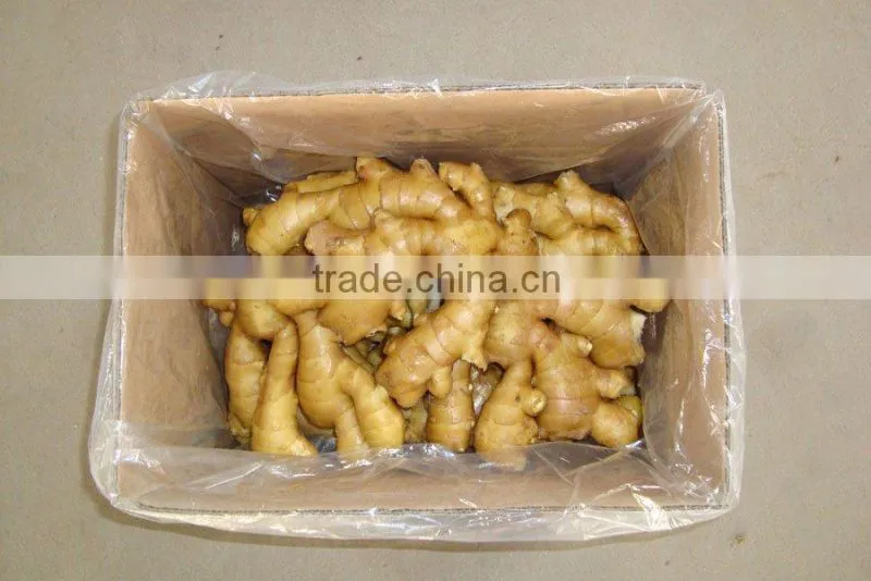 Fresh Ginger for Sell/USA MARKET/Long beach