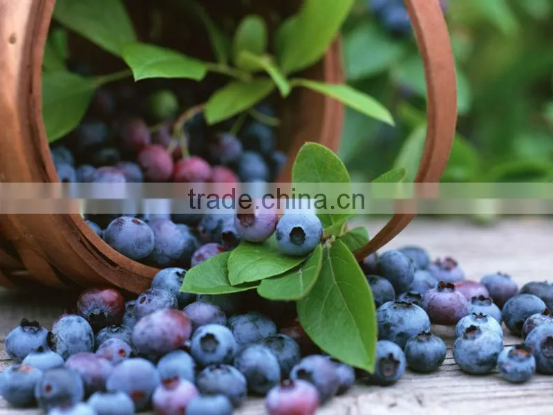 Bilberry Extract with Anthocyanosides/cowberry extract /lingonberry extract