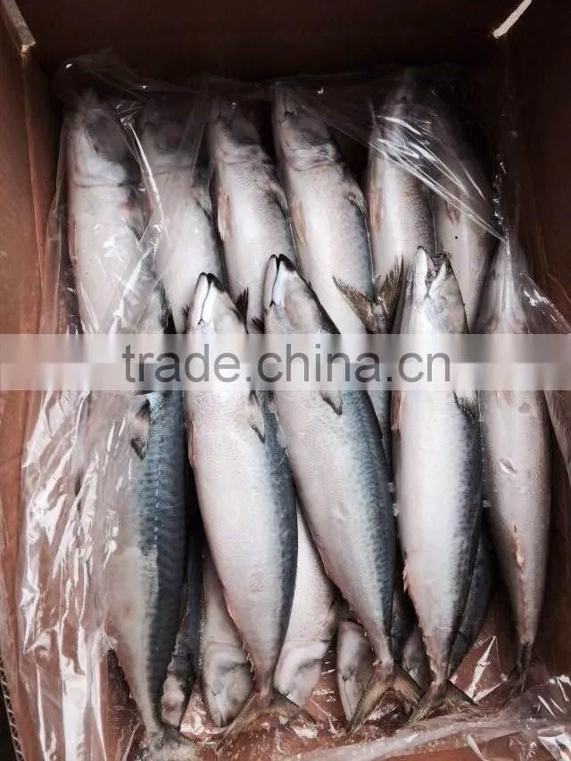Frozen Mackerel Fish