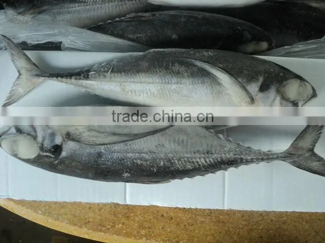 Frozen Horse mackerel
