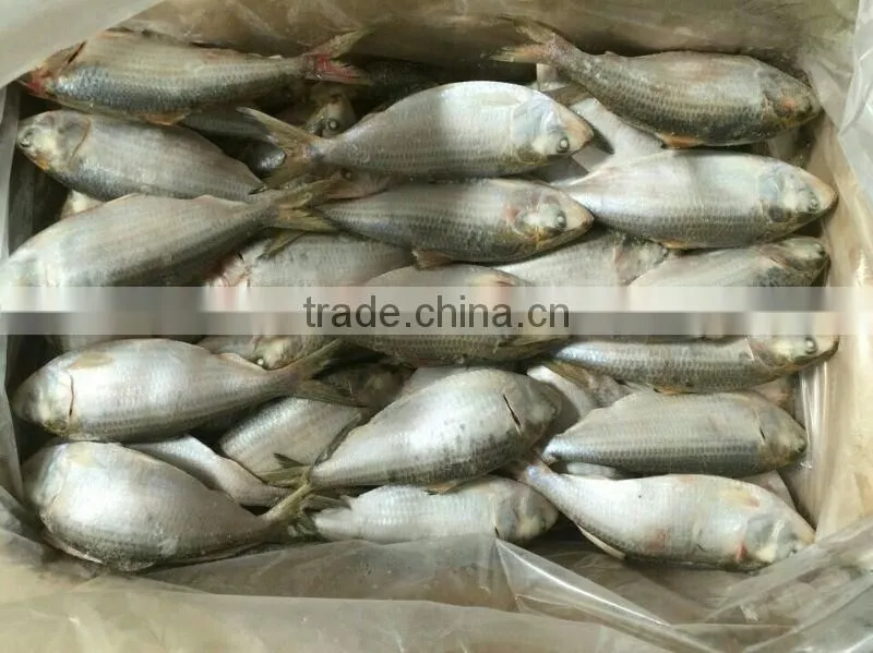 Frozen Sardine fish