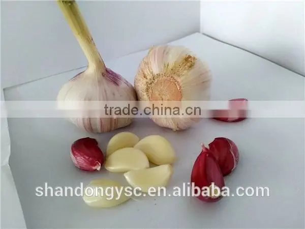 wholesale fresh garlic cloves price