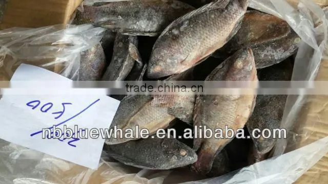 90%NW 300-500G Good Price Tilapia