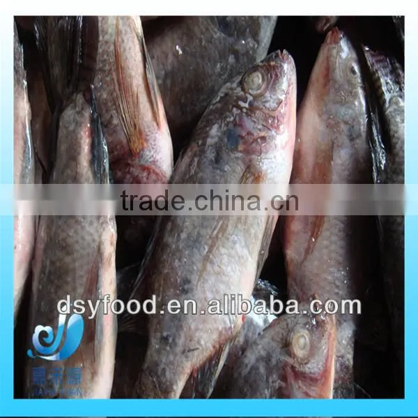 Frozen fresh small whole round red tilapia