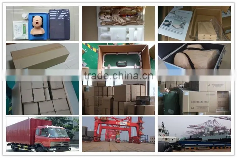 High Quality Ear Chinese Acupuncture Model
