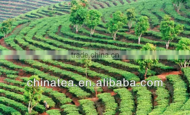 Natural Yunnan slimming Puer tea