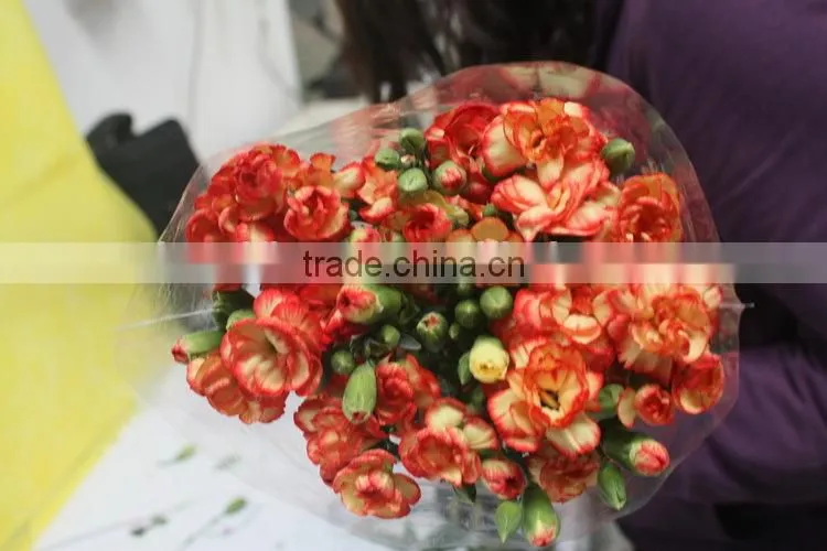 Elegant in smell hot sale fresh carnation for home decoration
