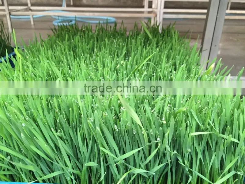 China hot selling Automatic Barley Sprouting machine