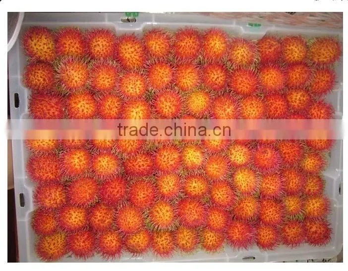 Fresh Rambutan best price and high quality from Vietnam