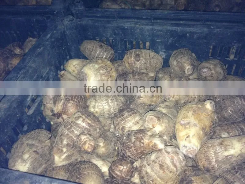 2015 New Season of Chinese Fresh Taro