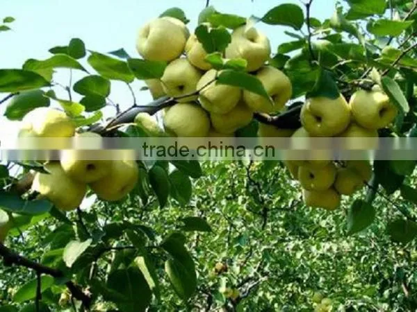 fresh ya pear&new crop&the most lowest price