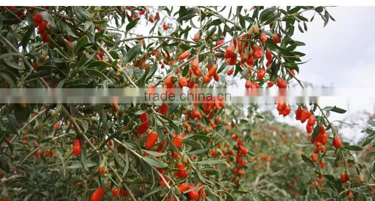 Dried goji berry for sex