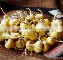 2014 Qingdao BNP Supply Best 100% Natural Maca Root Extract--maca gelatinizada