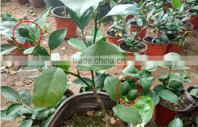 Lemon Tree
