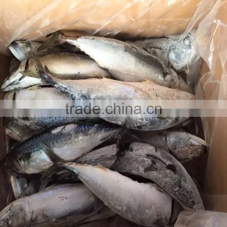 frozen mackerel scomber japonicus fish mackerel 300-500G seafrozen for sale