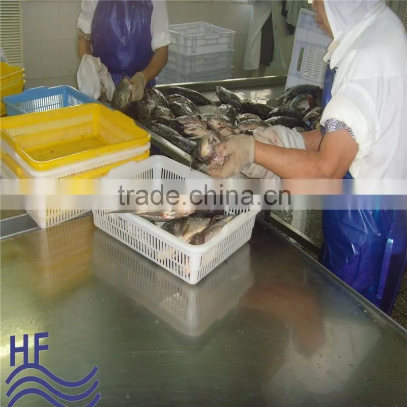 Frozen Gutted Scaled Tilapia Fish whole round