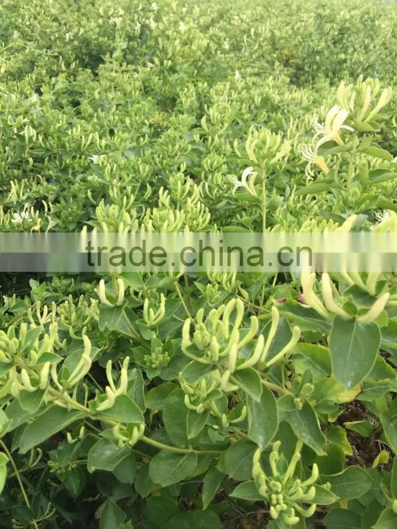 Chinese Herbal Dried Honeysuckle Flower Healthy and Natural