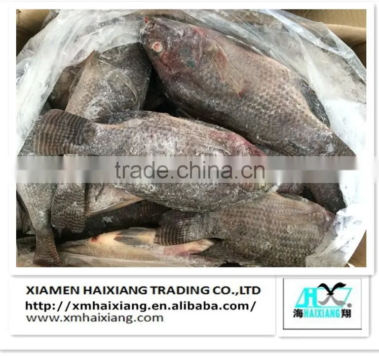 Frozen Whole IQF Tilapia fish farms in China