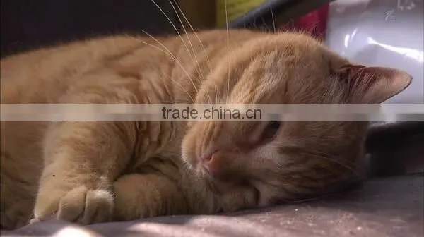 Hard Clumping Wholesale bentonite cat litter manufacturer
