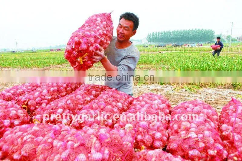 Normal white Garlic from Jinxiang