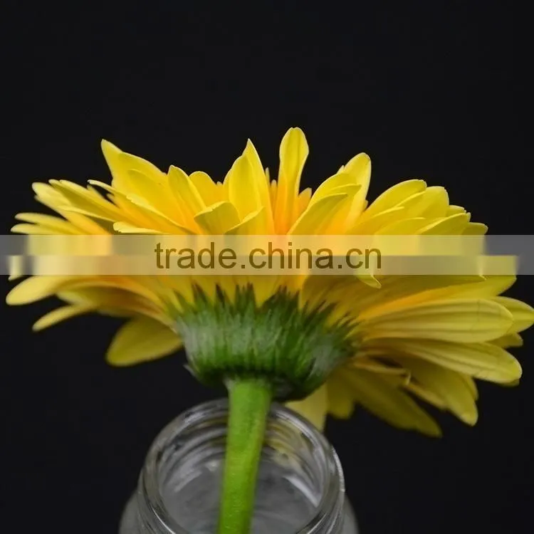 Alibaba china Champagne elegant yellow gerbera flower