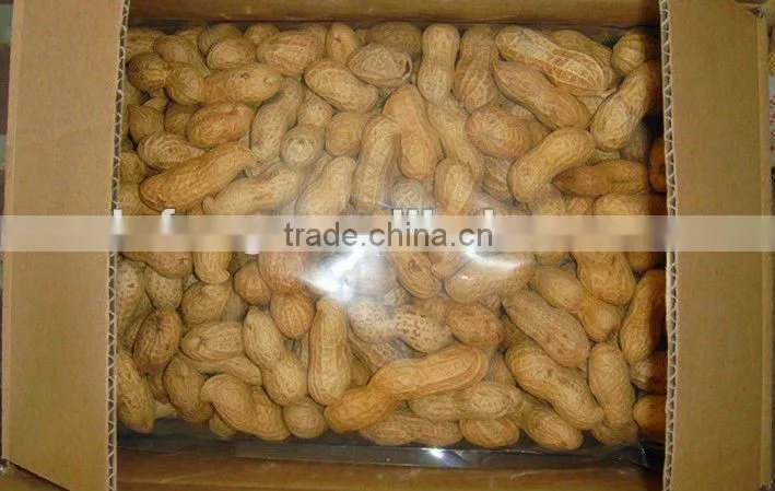 New Crop Chinese Raw Peanut In Shell 9/11