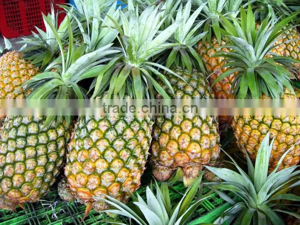 Fresh pineapple ( Tropical fruit)