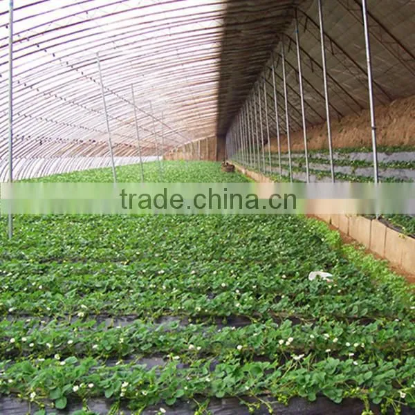 High Quality Iqf Strawberry Diced