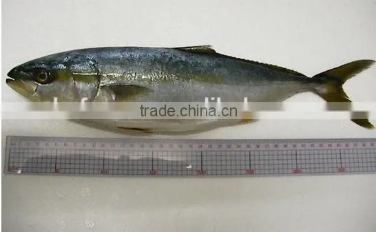 Frozen Japan Yellowtail