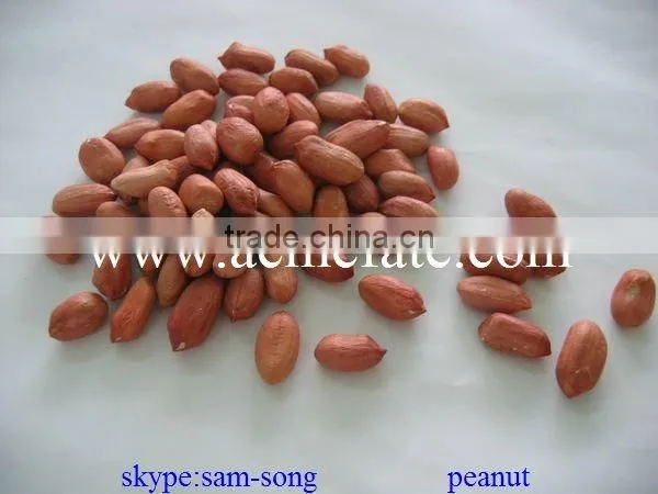 shandong high quality peanut kernel